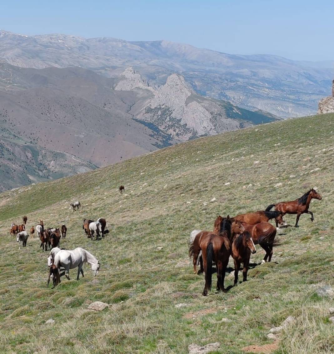 Konya’da doğanın özgür ruhu! Yılkı atları yakından görüntülendi 12